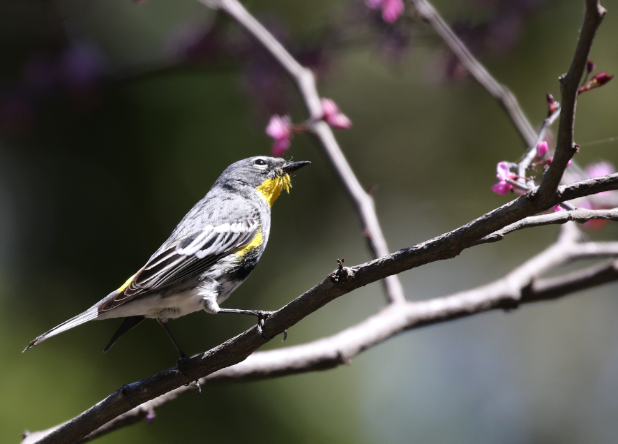 Yellow-rumped Warbler (Audubon's) - C. Jackson