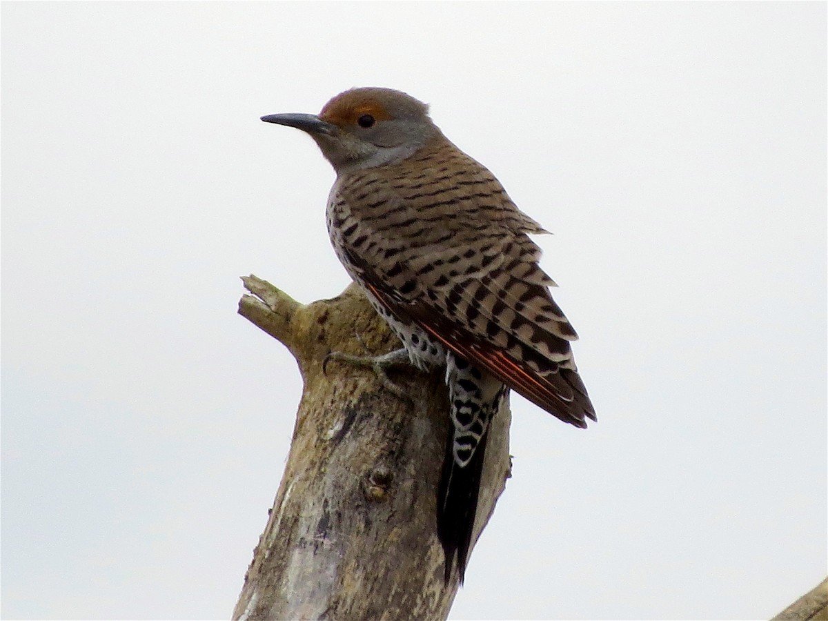 Northern Flicker (Red-shafted) - ML52785621