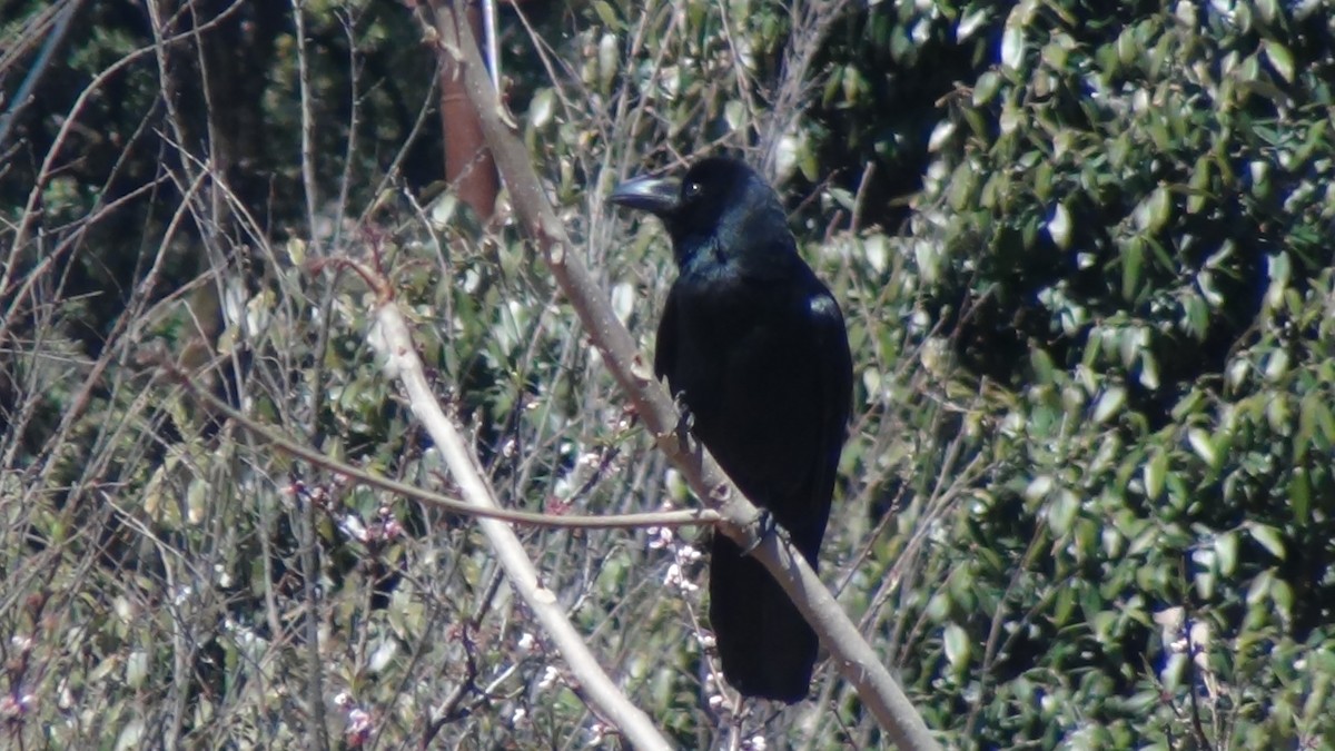 Large-billed Crow - Christopher Rustay