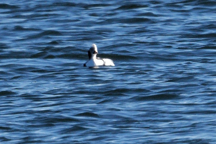 Long-tailed Duck - ML527859561