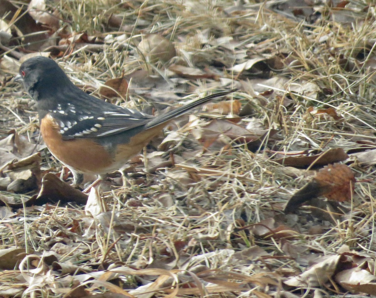 Spotted Towhee - ML527859621