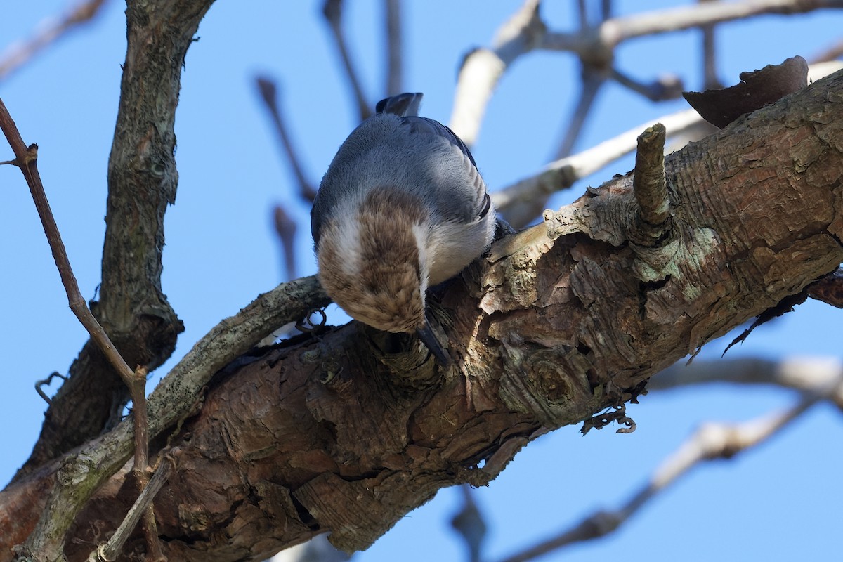 Brown-headed Nuthatch - ML527860081