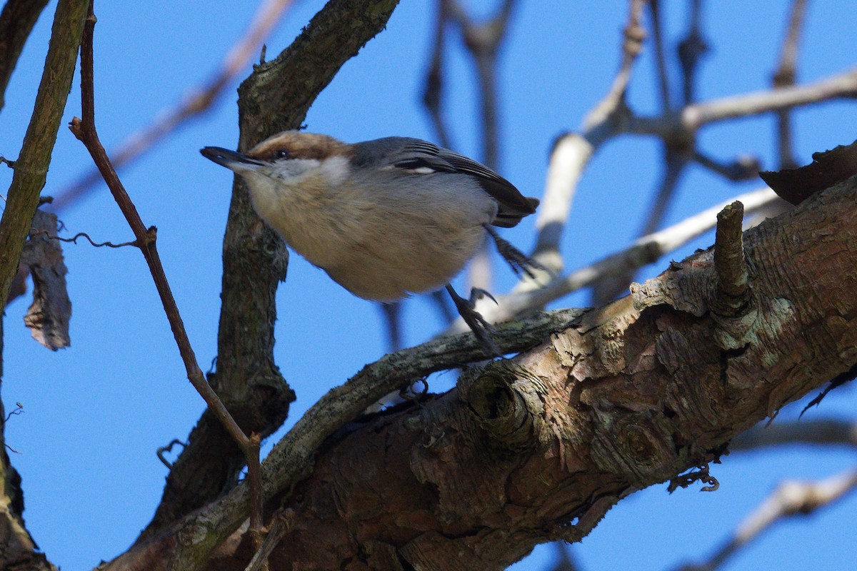 Brown-headed Nuthatch - ML527860091