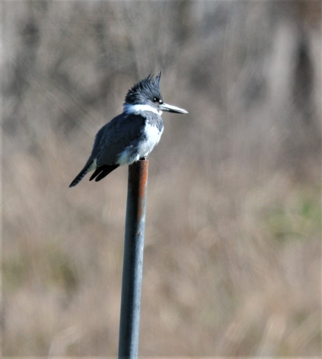 Belted Kingfisher - ML527860451
