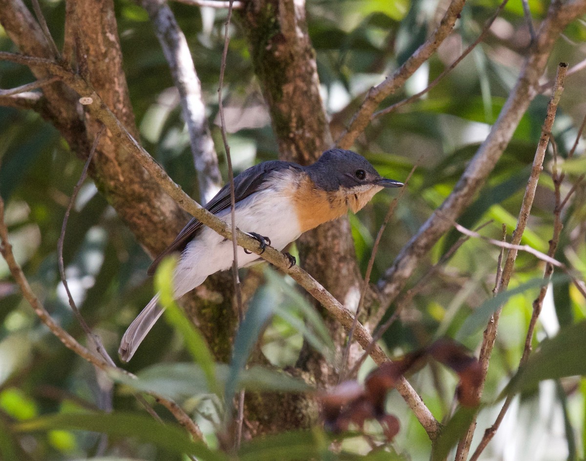 Broad-billed Flycatcher - Gus Daly