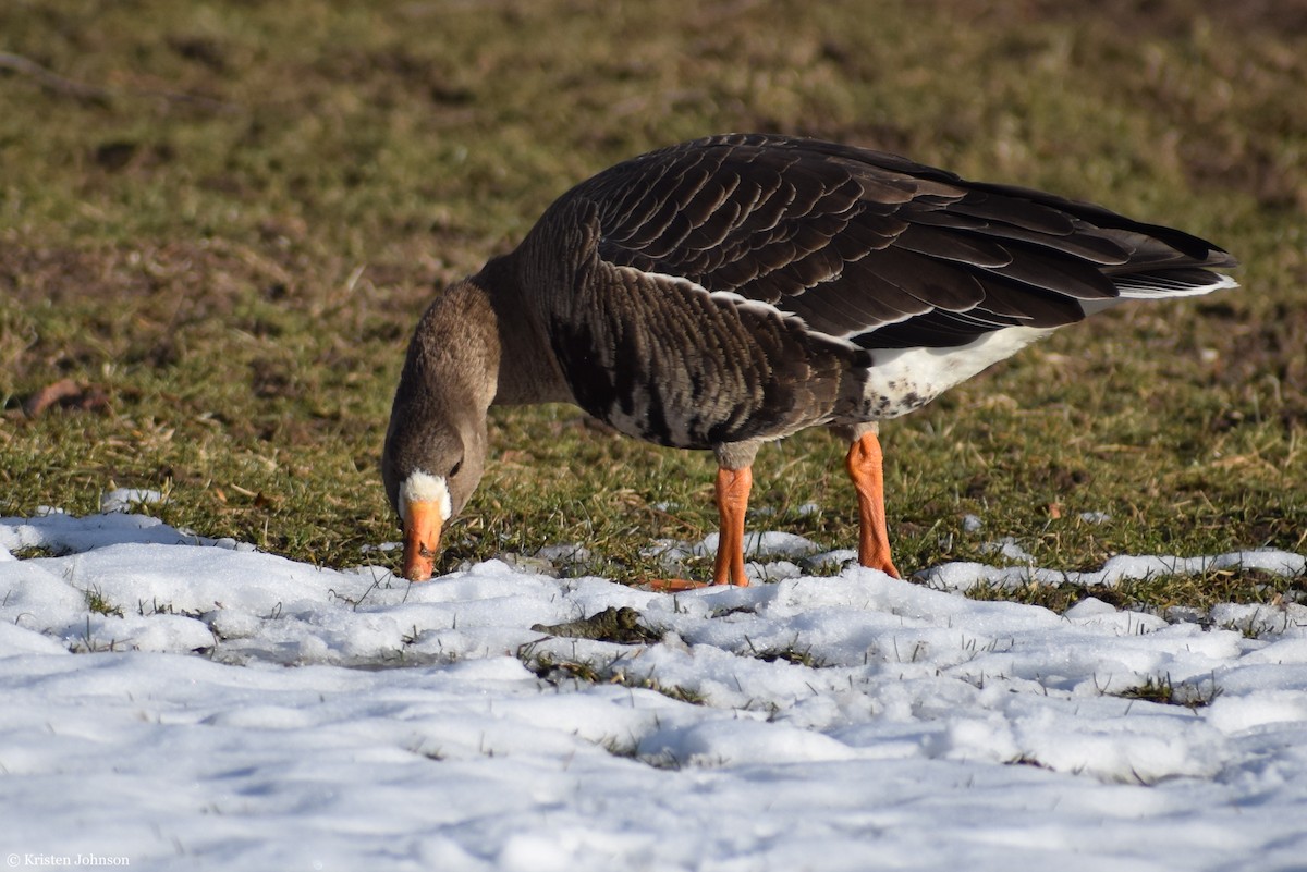 Greater White-fronted Goose - ML527861711