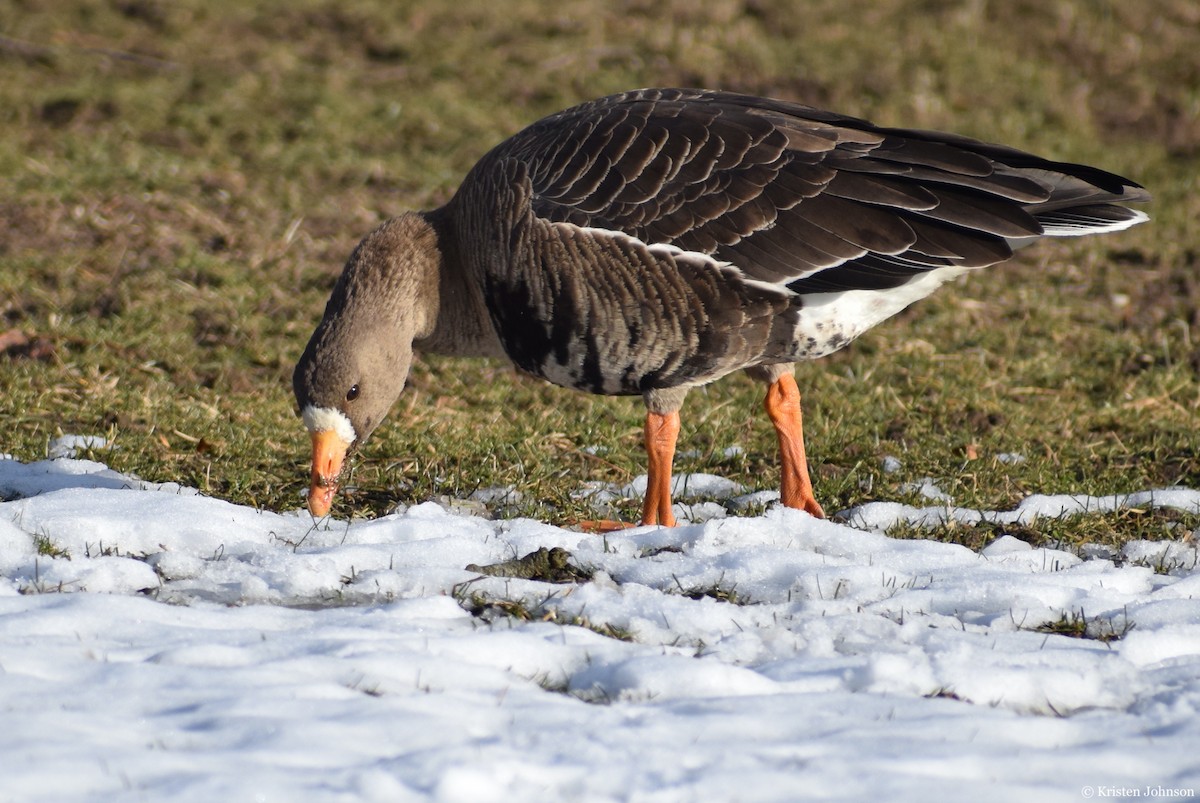 Greater White-fronted Goose - ML527861771