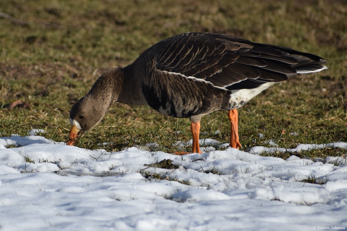 Greater White-fronted Goose - ML527861781
