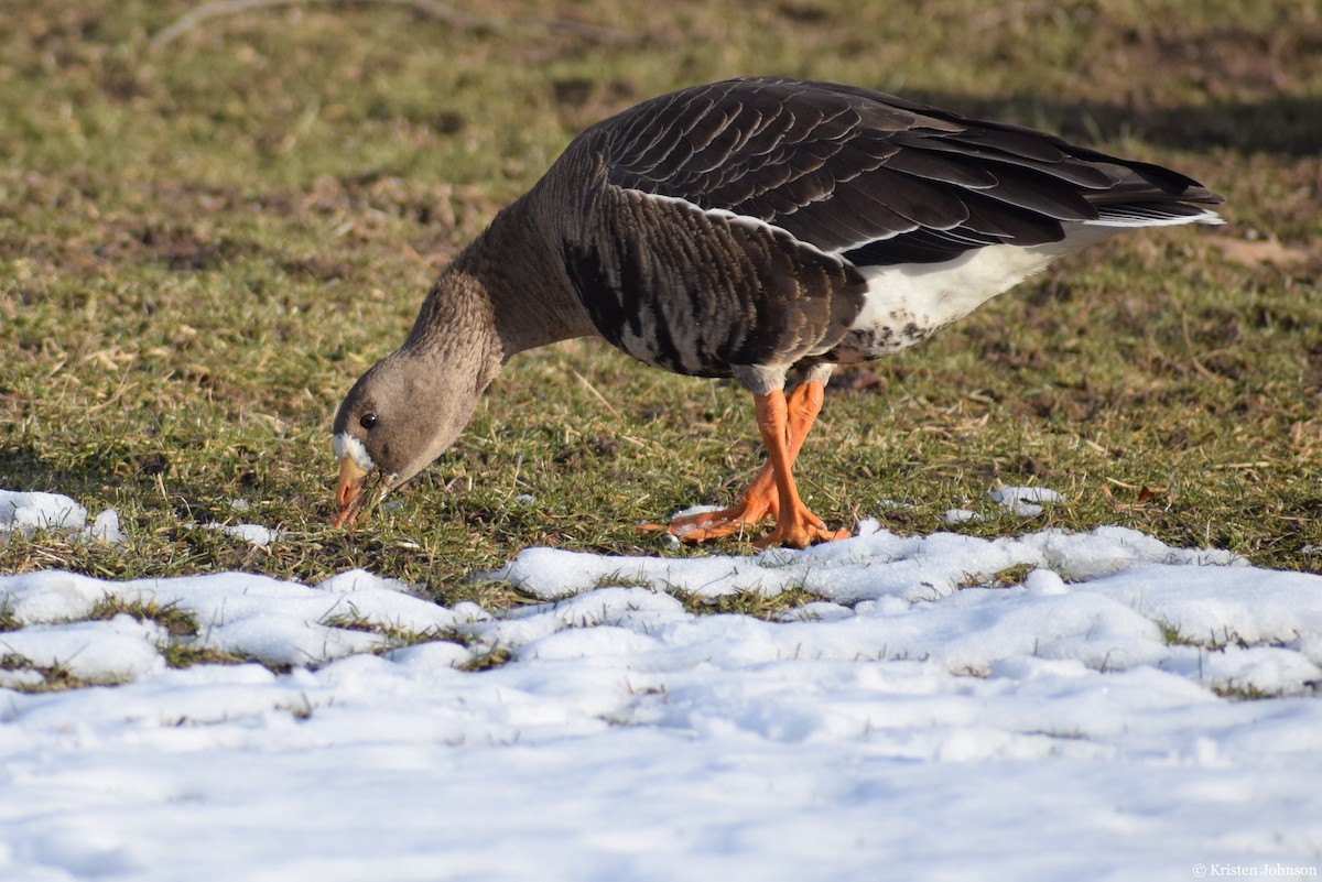 Greater White-fronted Goose - ML527861851