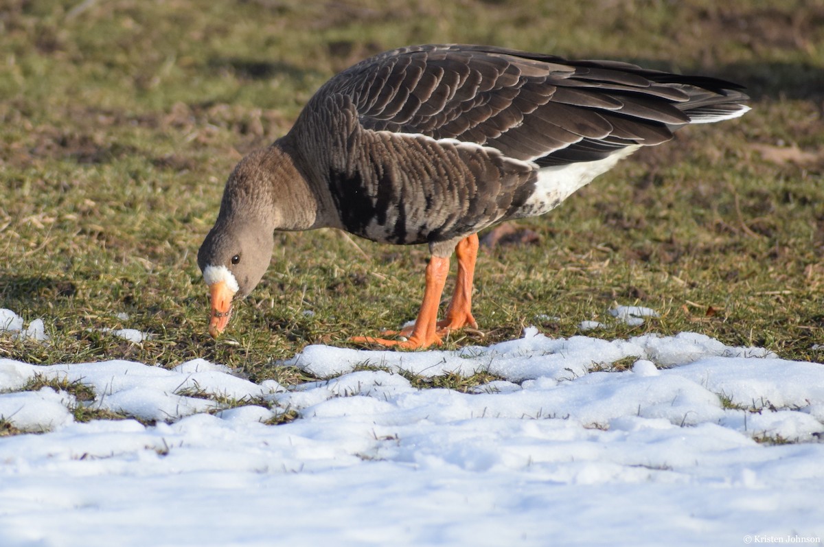 Greater White-fronted Goose - ML527861901