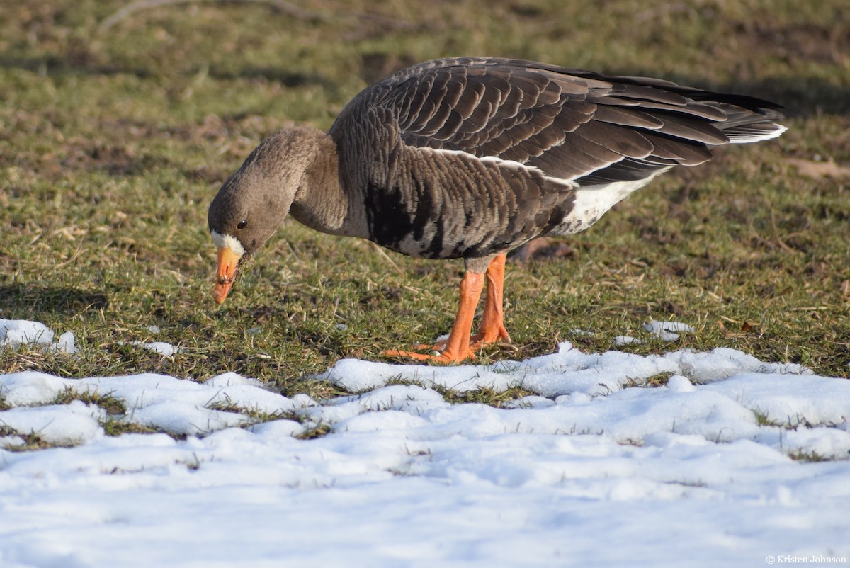 Greater White-fronted Goose - ML527861981