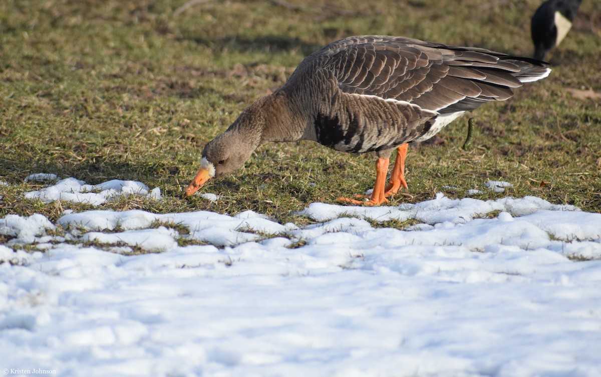 Greater White-fronted Goose - ML527862131