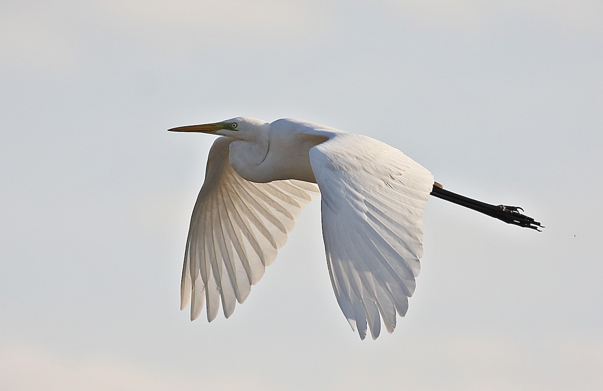 Great Egret - Gökhan Çüngür