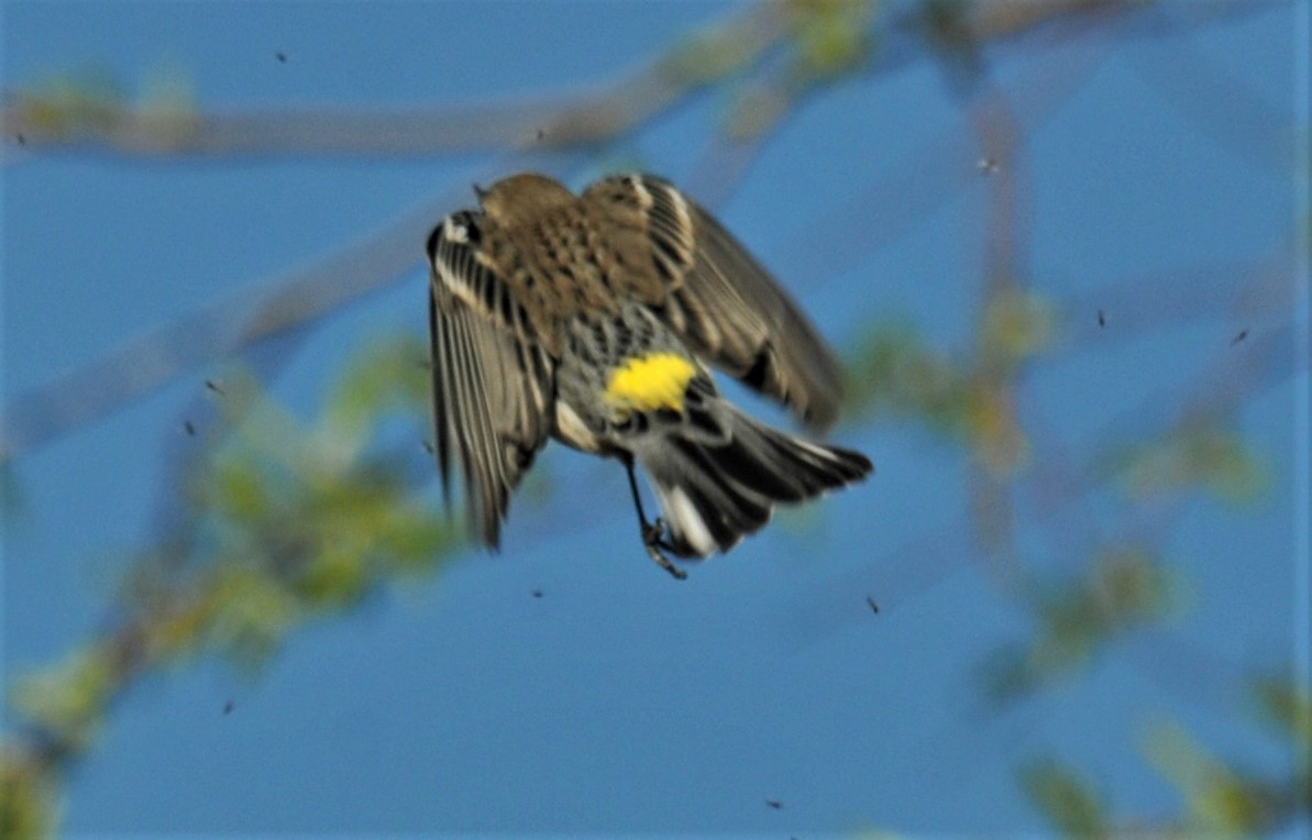 Yellow-rumped Warbler - ML527863441