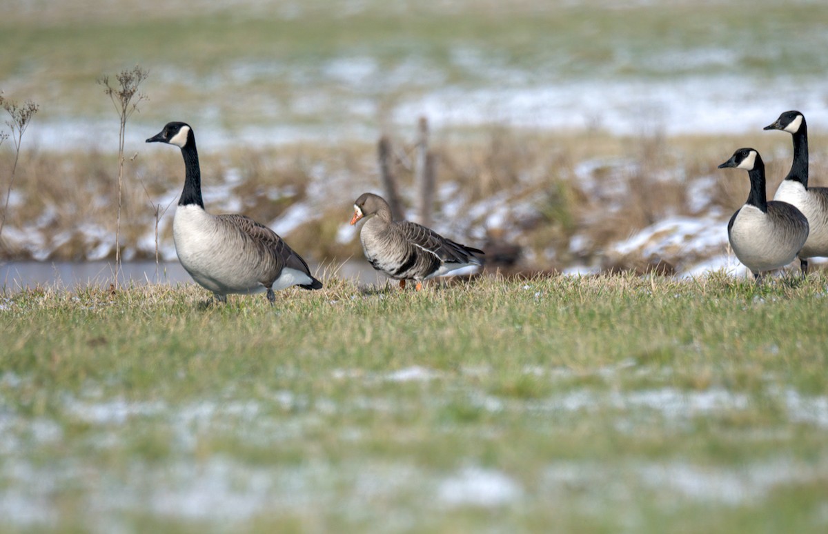 Greater White-fronted Goose - ML527867511