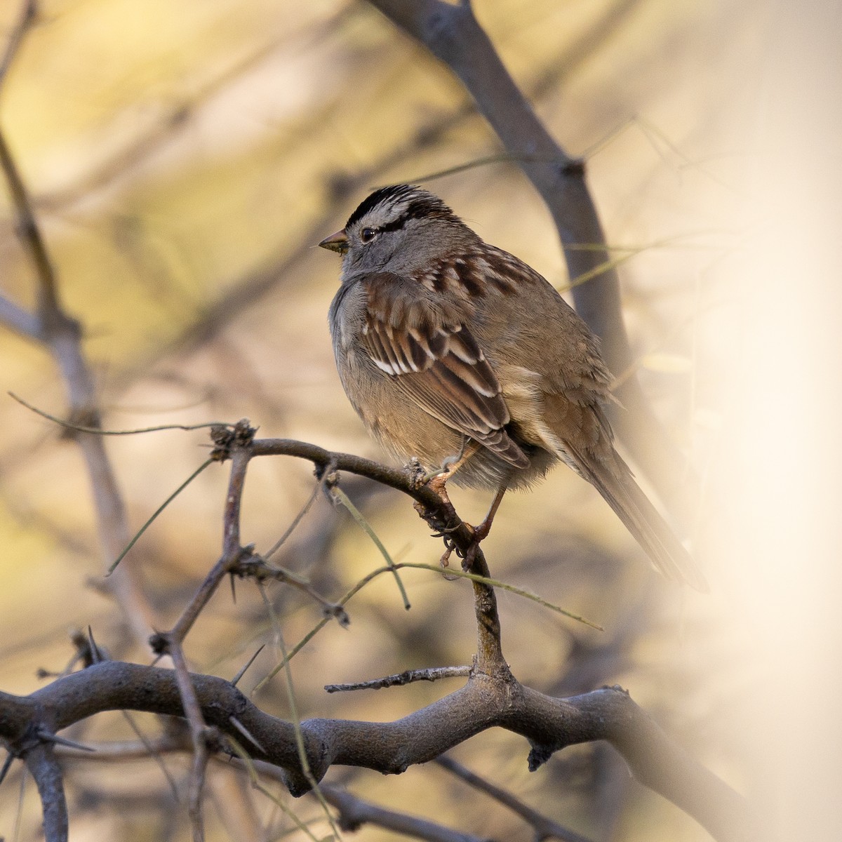 White-crowned Sparrow - ML527869081