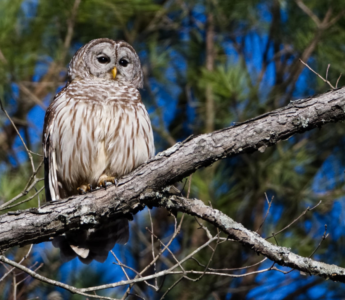 Barred Owl - ML527869591