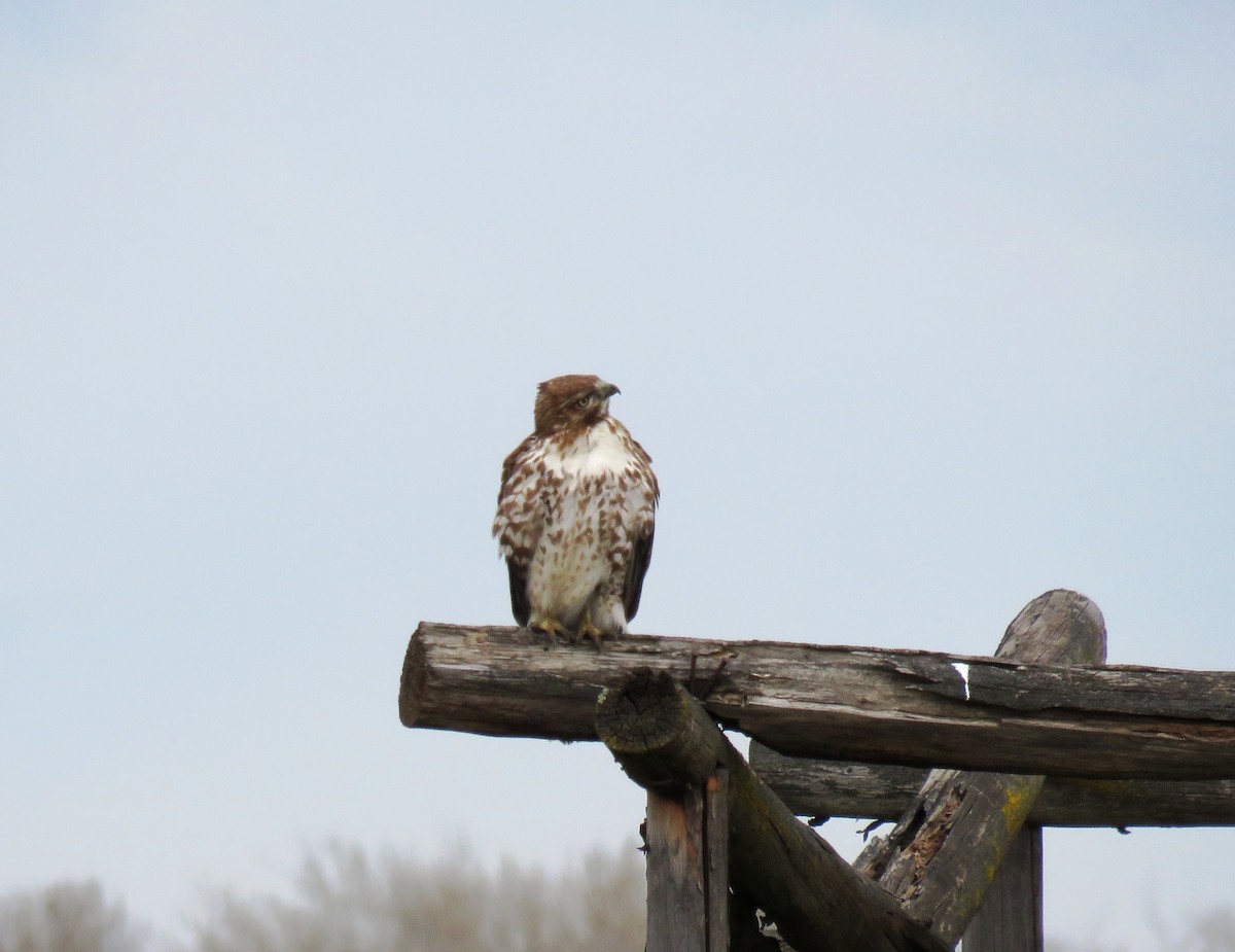 Red-tailed Hawk - ML52787121