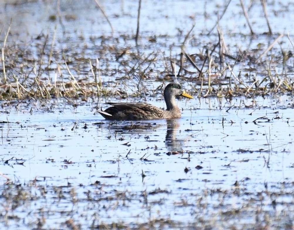 eBird Checklist 24 Jan 2023 Paynes Prairie Preserve SPCones Dike