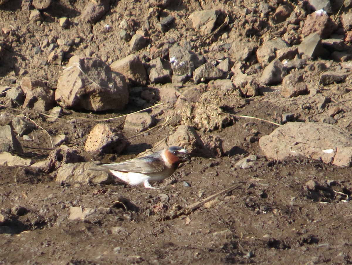 eBird Checklist 25 Apr 2018 Grande Ronde RiverBoggan's Oasis 8