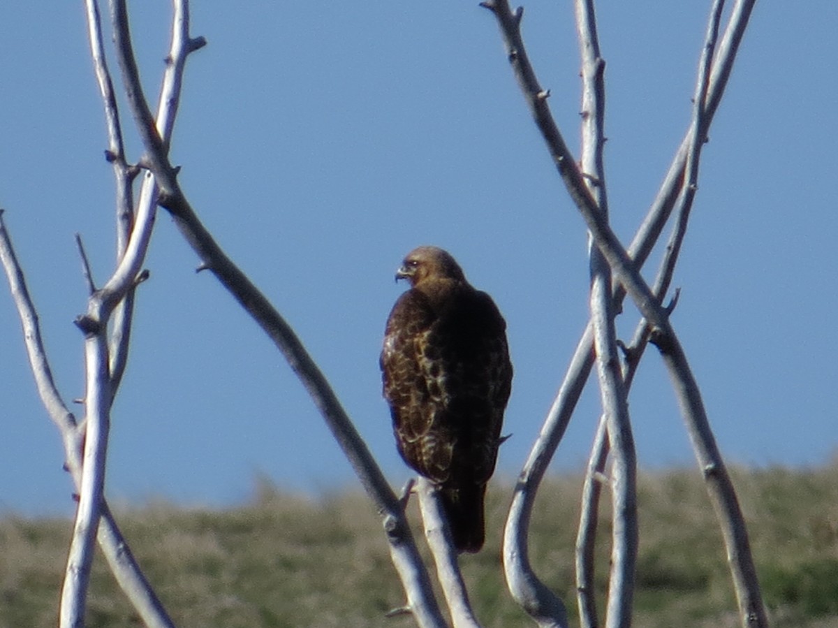 Red-tailed Hawk - ML527875091