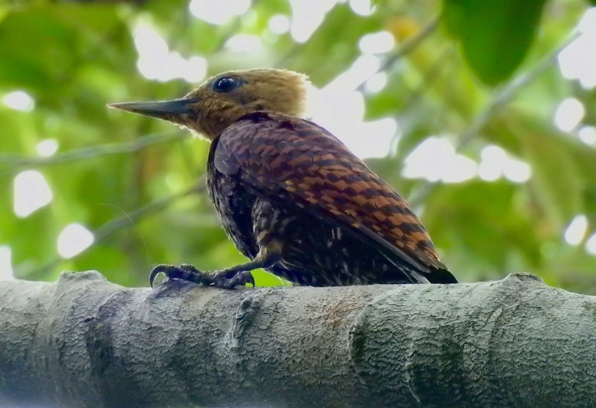 Ringed Woodpecker (Atlantic Black-breasted) - ML527878901