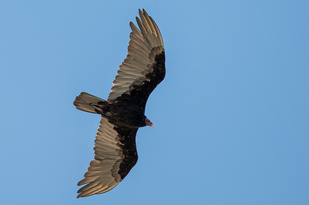Turkey Vulture - Victor Hugo Michelini