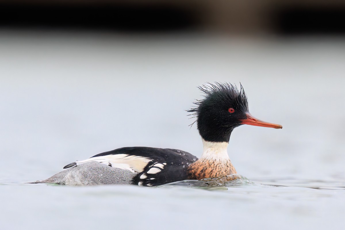 Red-breasted Merganser - Brian Stahls