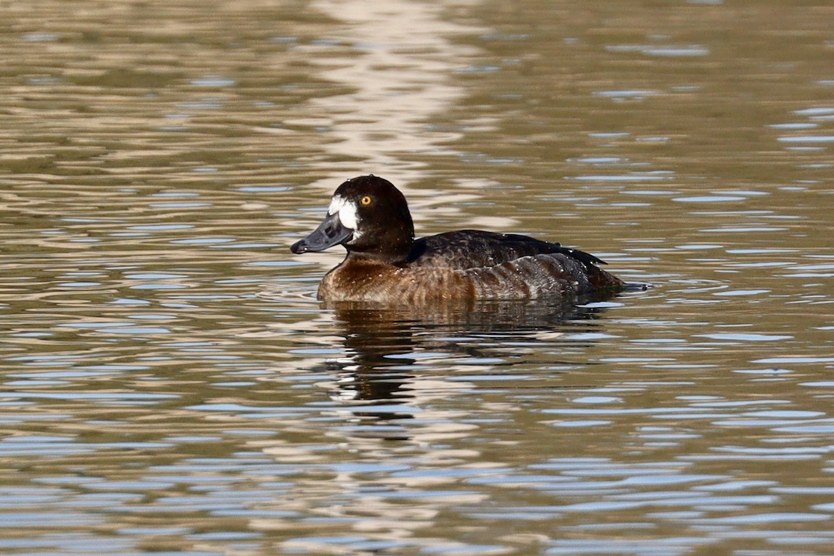 Greater Scaup - ML527897001