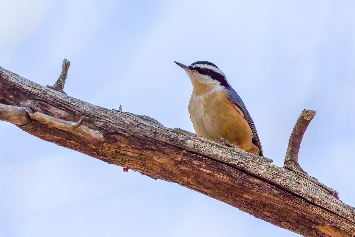 Red-breasted Nuthatch - ML527900341