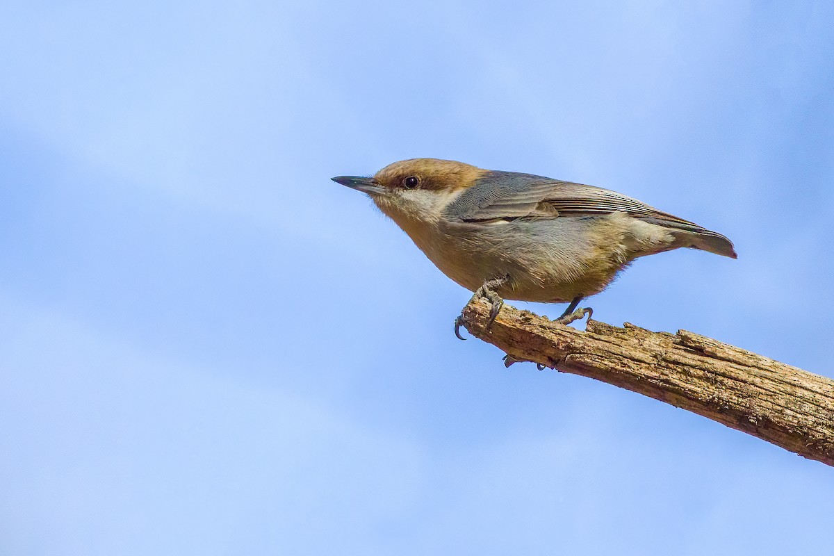 Brown-headed Nuthatch - ML527900371