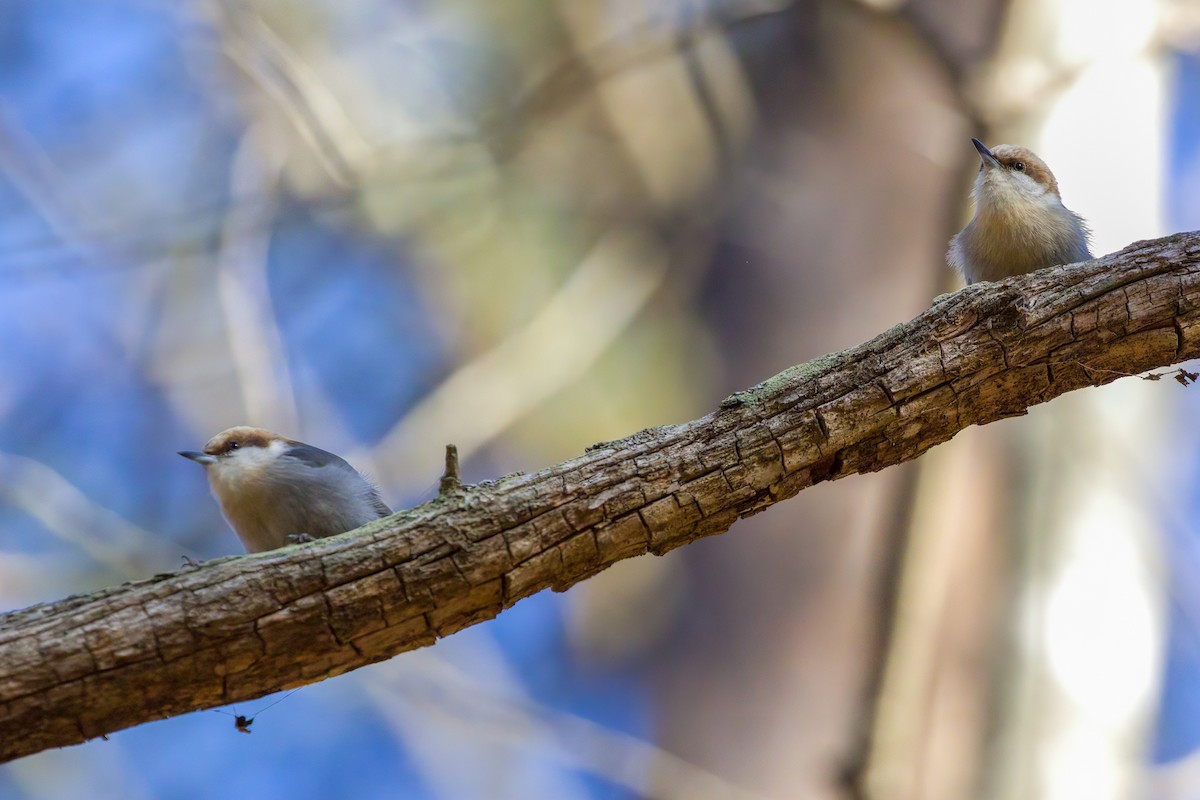 Brown-headed Nuthatch - ML527900381