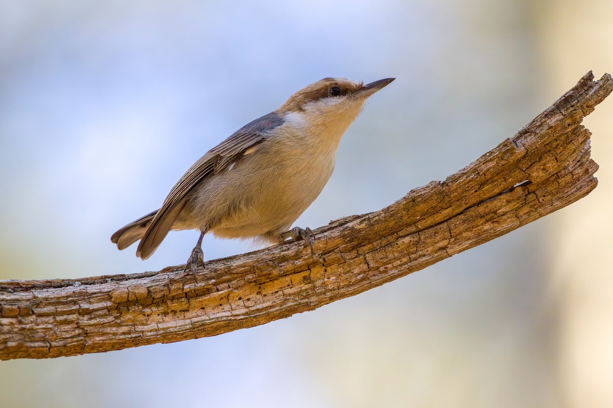 Brown-headed Nuthatch - ML527900391