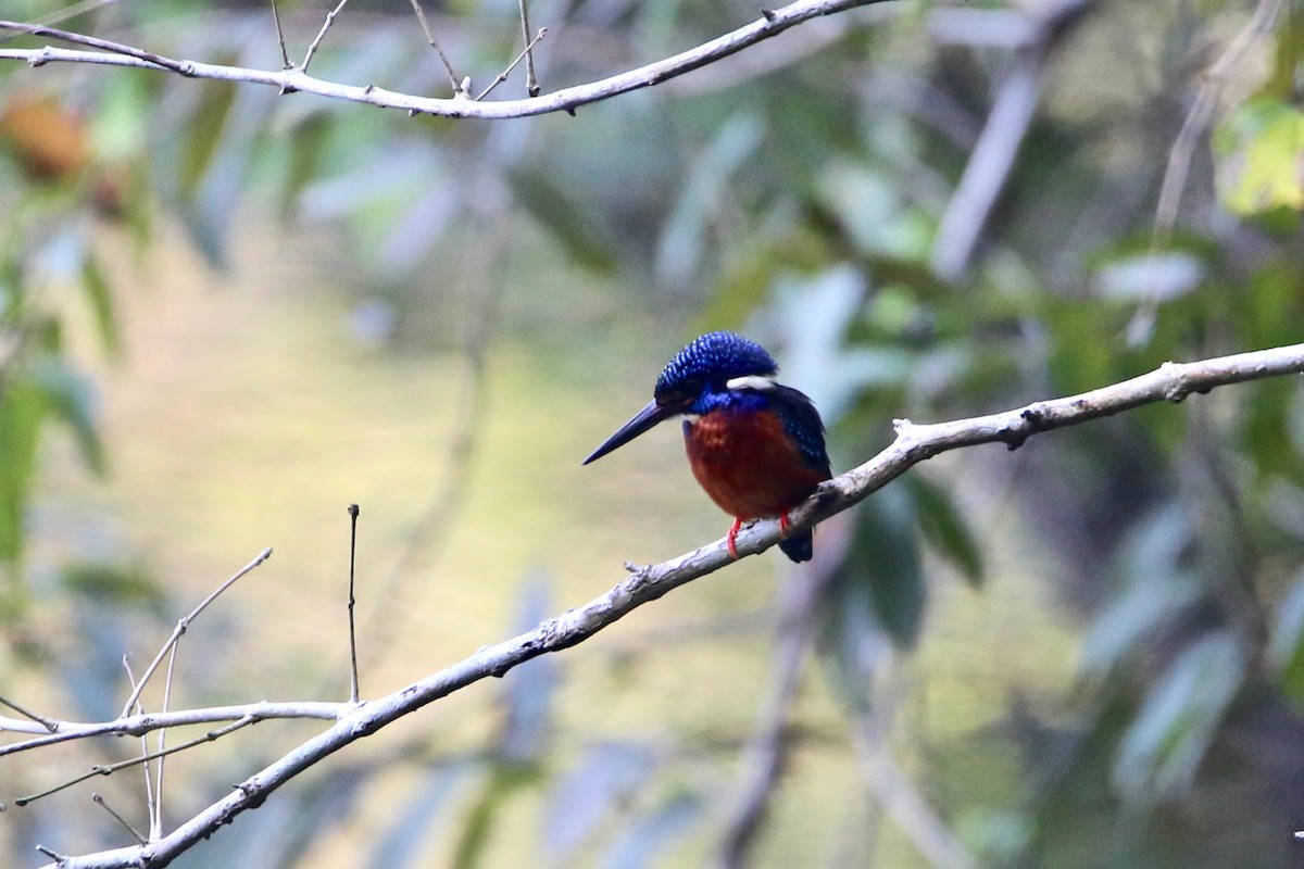 Blue-eared Kingfisher - Saji P Mathew OFM