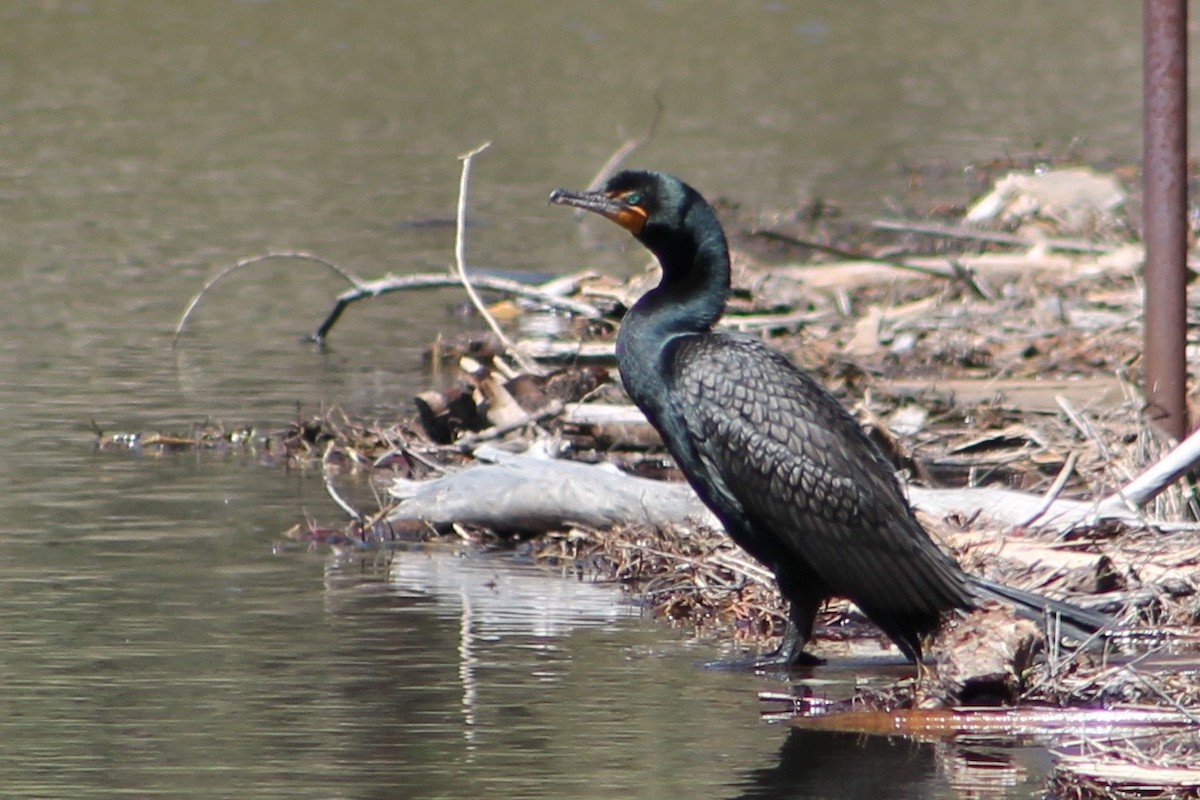 Double-crested Cormorant - Holly Kleindienst