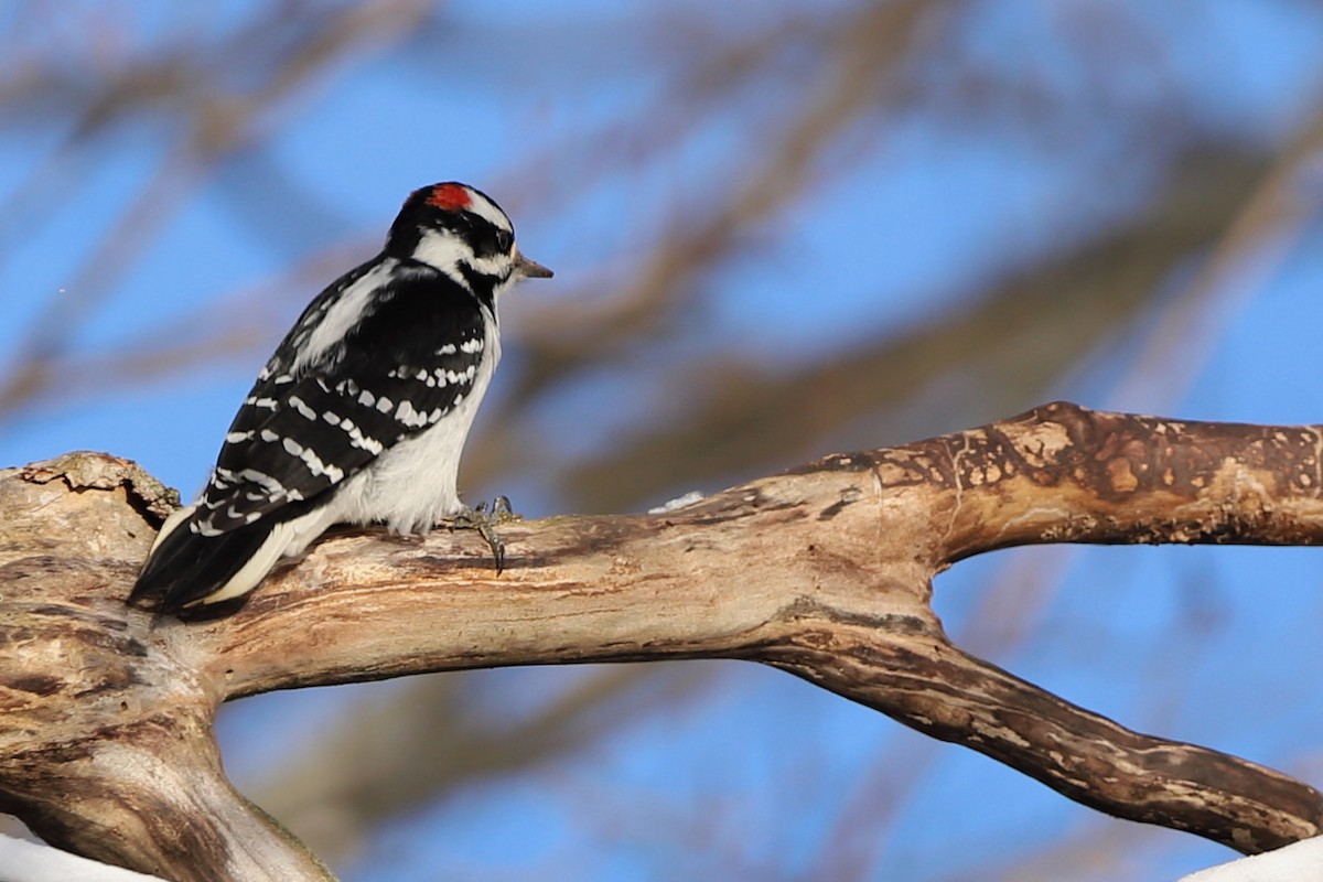 Hairy Woodpecker - ML527907521