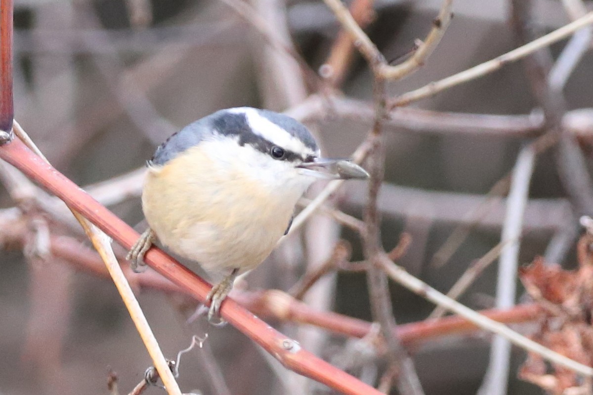 Red-breasted Nuthatch - ML527907851