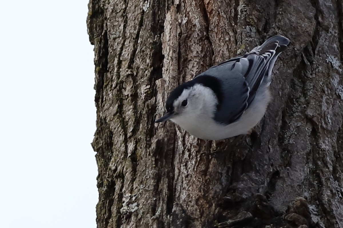 White-breasted Nuthatch - ML527907951
