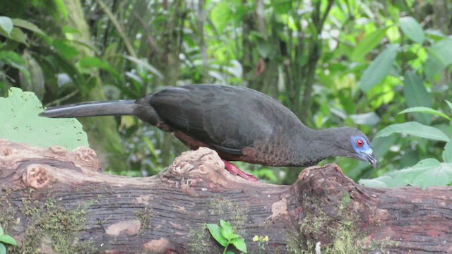 Sickle-winged Guan - ML527908721