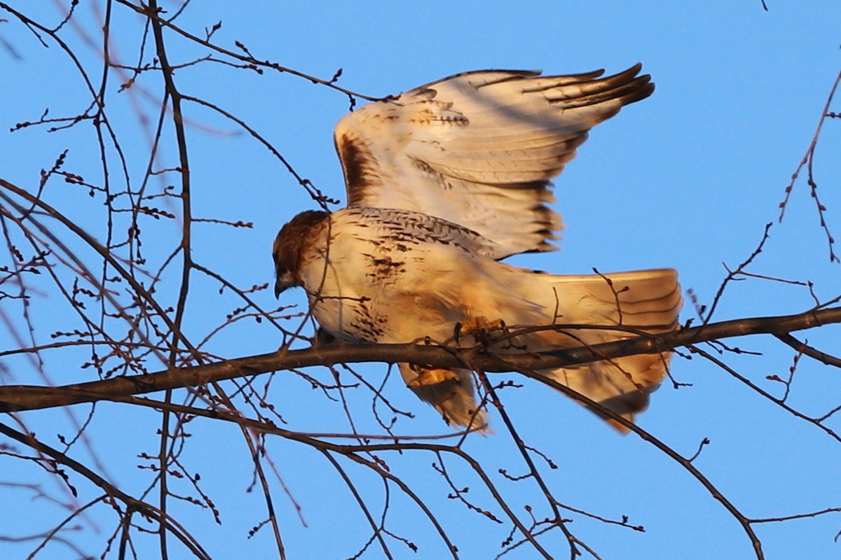 Red-tailed Hawk - ML527909391