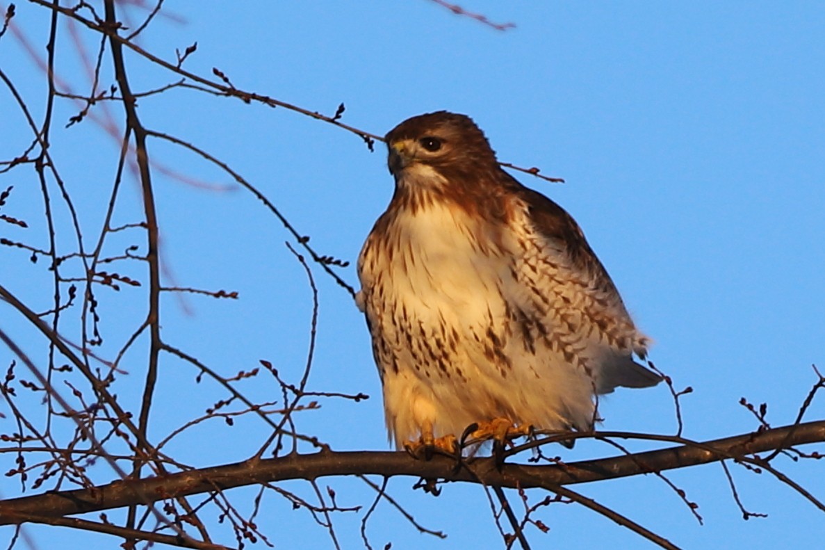 Red-tailed Hawk - ML527909411