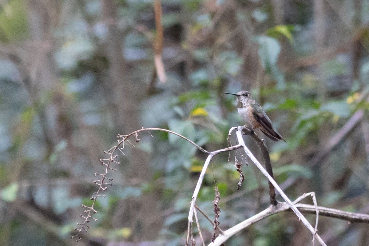Rufous Hummingbird - ML527910781