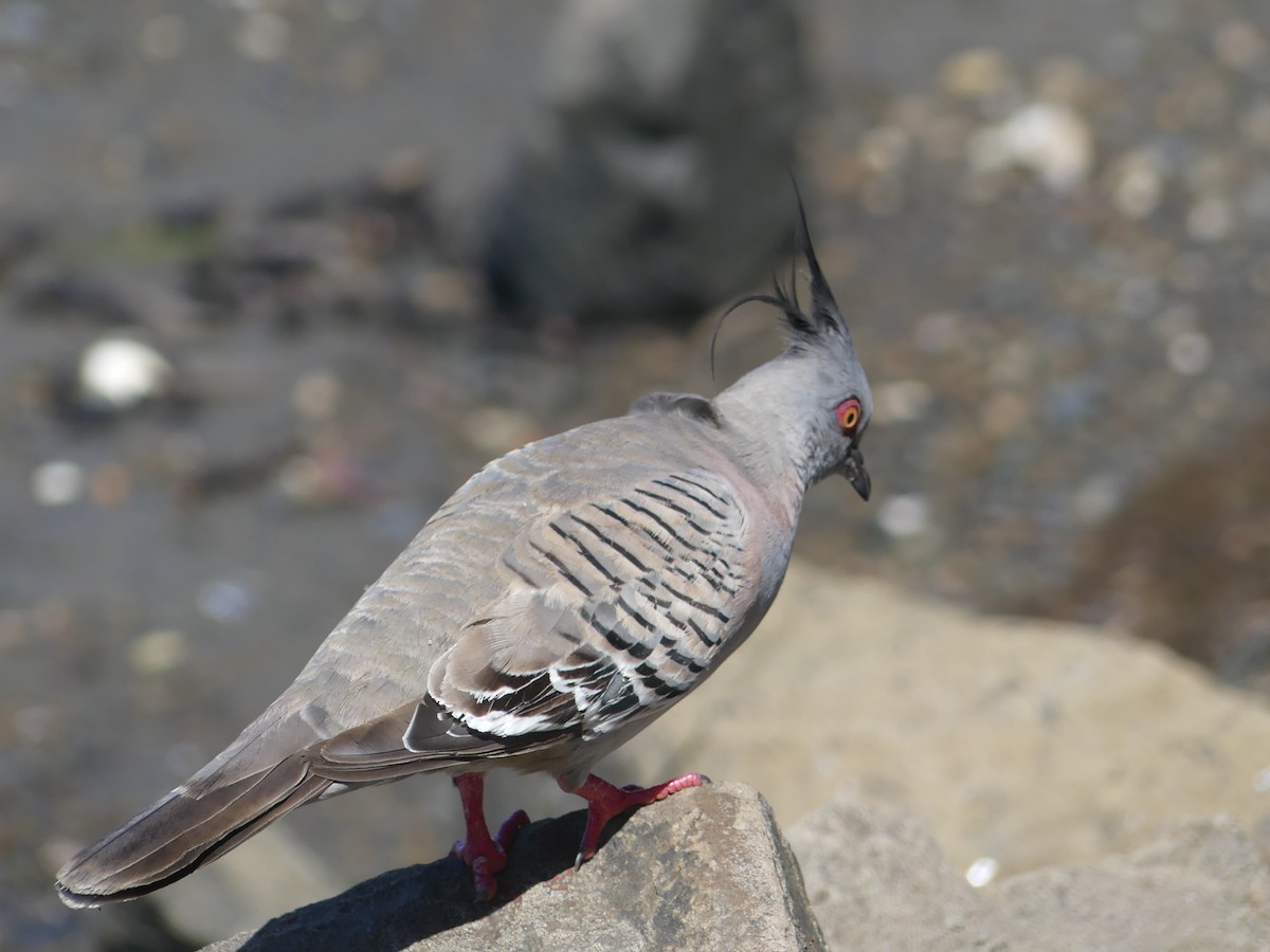 Crested Pigeon - ML527911381