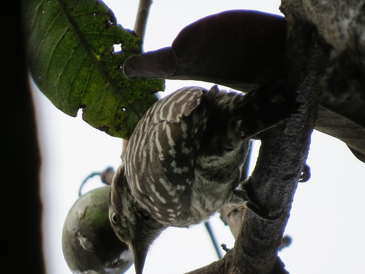 Sunda Pygmy Woodpecker - Tom Wheatley