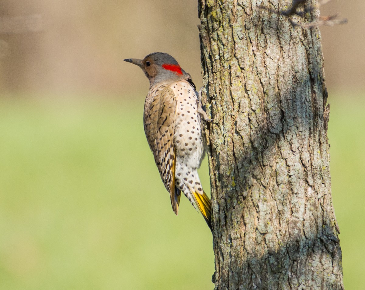 Northern Flicker - Sheila and Ed Bremer