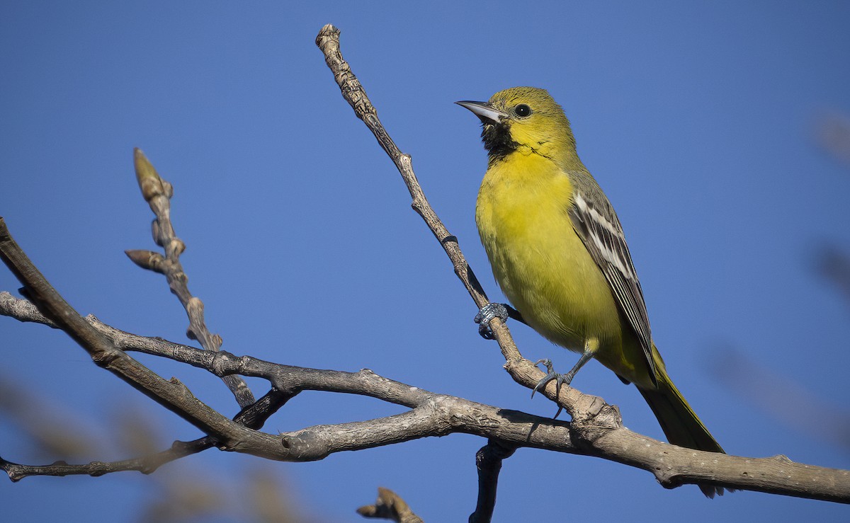 Orchard Oriole - ML527921651