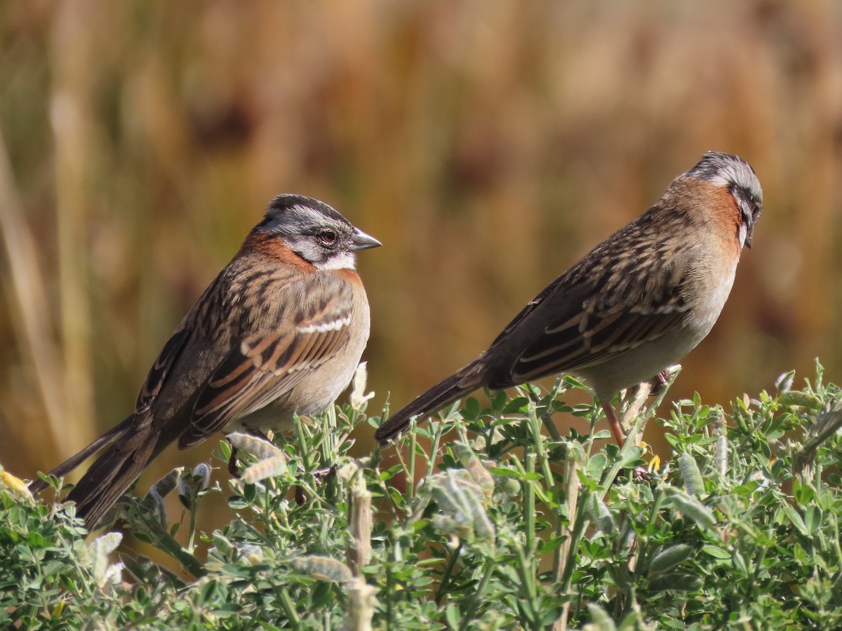 Rufous-collared Sparrow - ML527922171