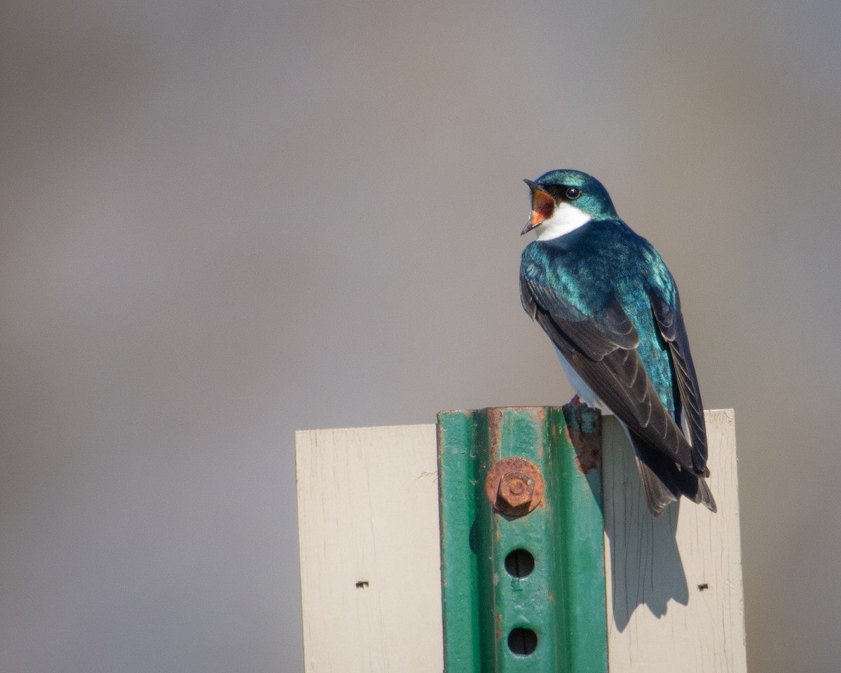 Tree Swallow - Sheila and Ed Bremer