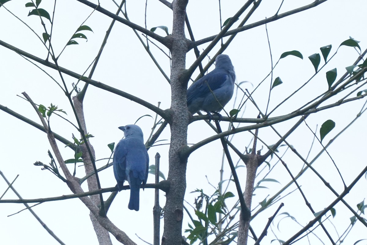 Blue-gray Tanager - ML527922741