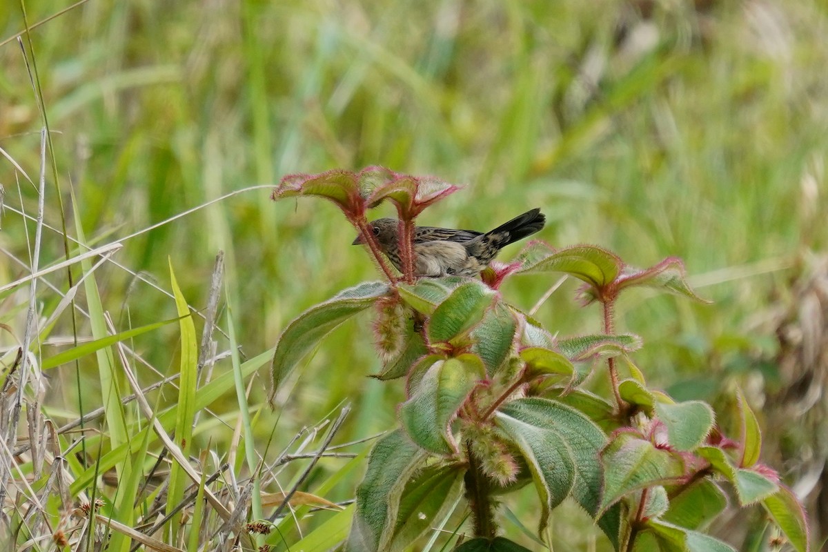 Wedge-tailed Grass-Finch - Luis Carlos García Mejía